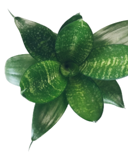 flowers image